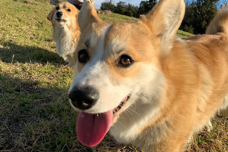 Wamphyri Pembroke Corgis