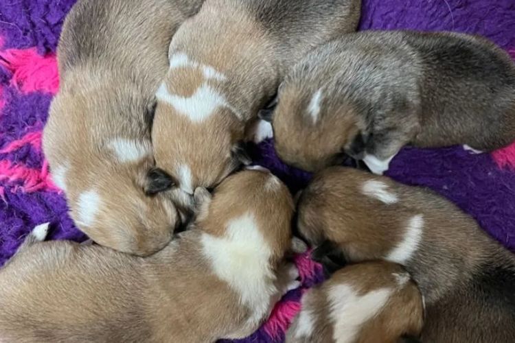 Wamphyri Pembroke Corgis