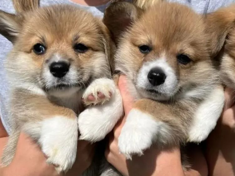 Wamphyri Pembroke Corgis