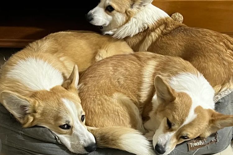 Wamphyri Pembroke Corgis