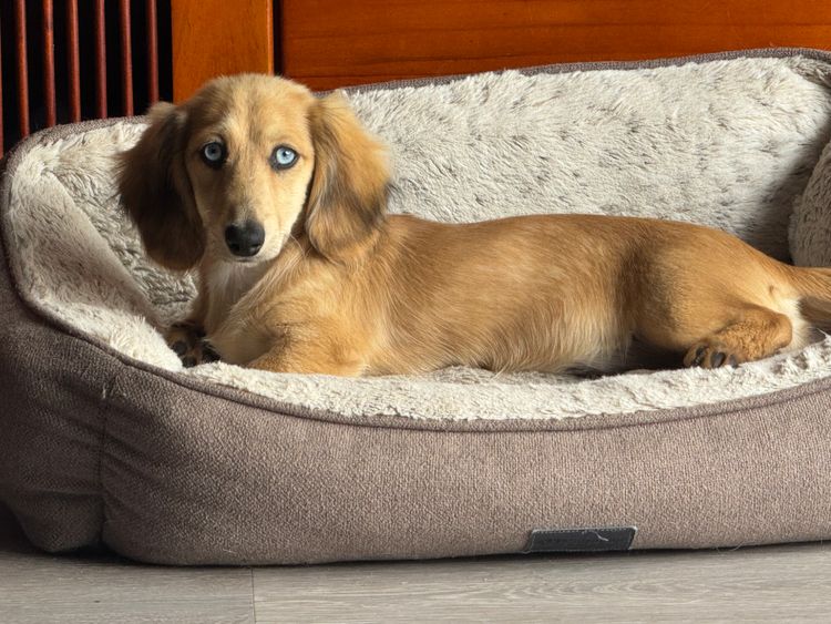 King Island Paws Miniature Dachshunds
