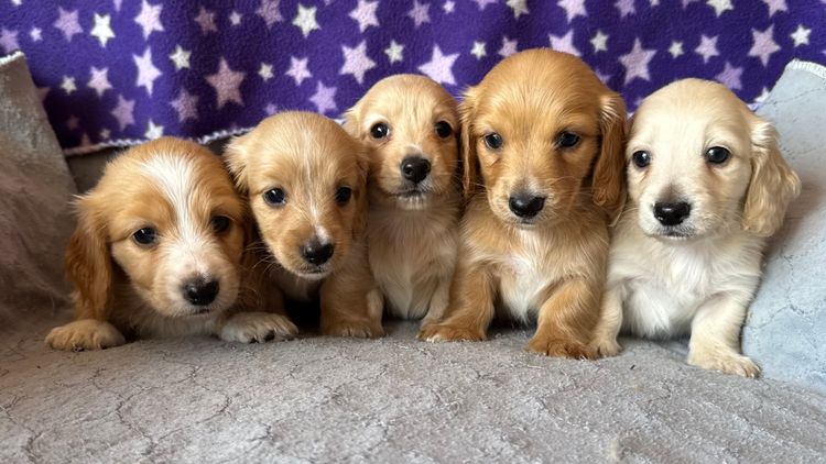 King Island Paws Miniature Dachshunds