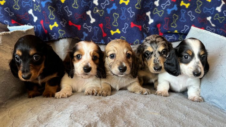 King Island Paws Miniature Dachshunds