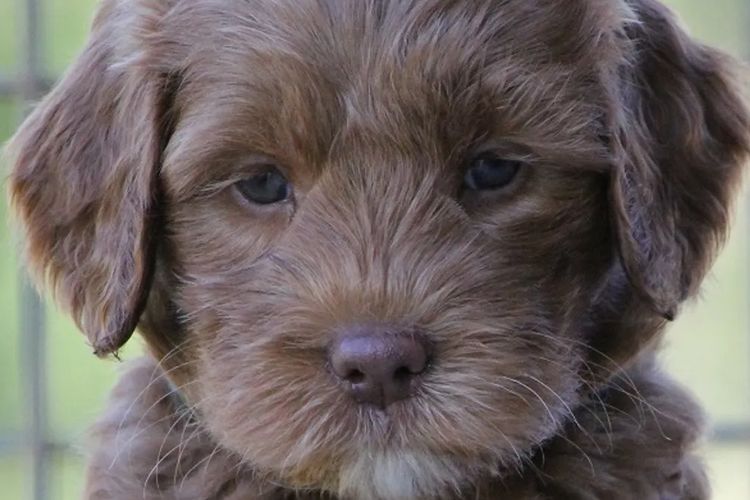 Bellissimo Labradoodles