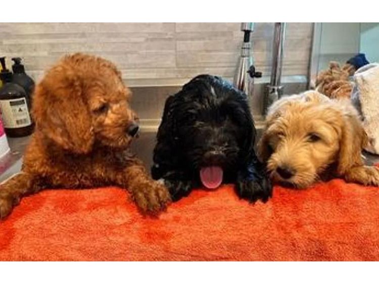 Bellissimo Labradoodles