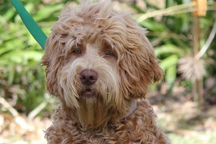 Bellissimo Labradoodles