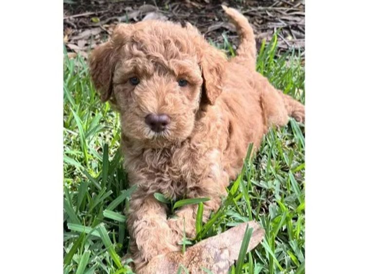 Bellissimo Labradoodles