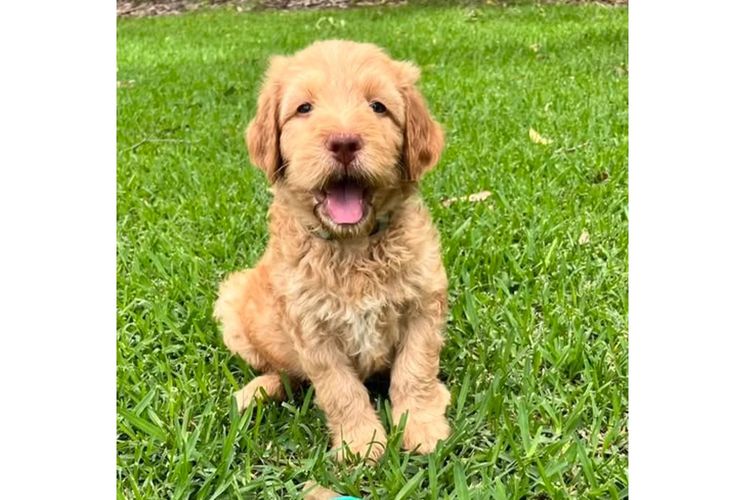 Bellissimo Labradoodles