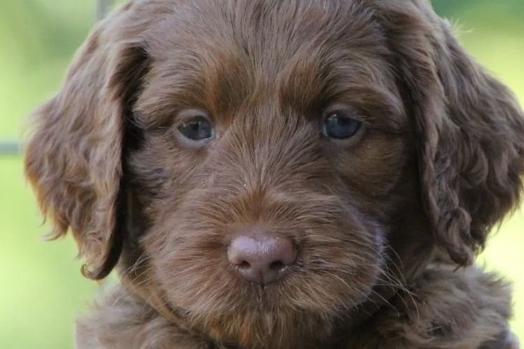 Bellissimo Labradoodles