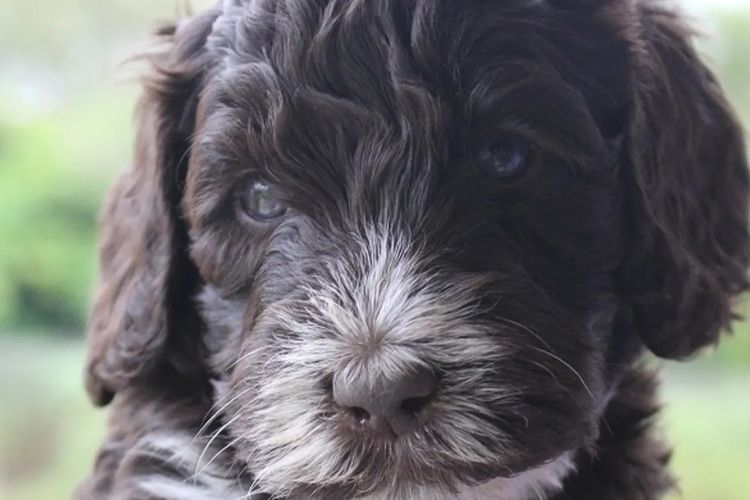 Bellissimo Labradoodles