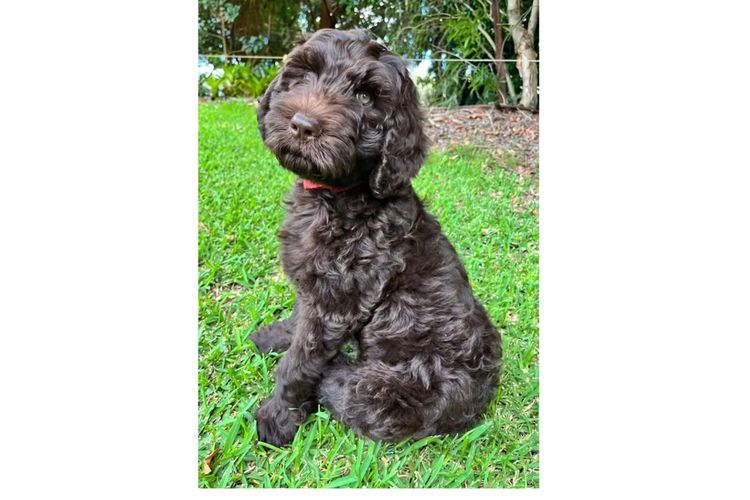 Bellissimo Labradoodles