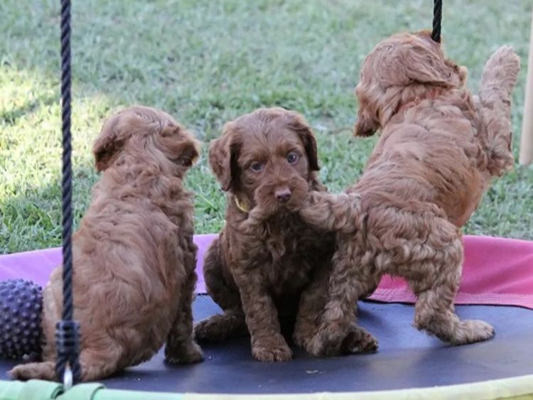 Bellissimo Labradoodles