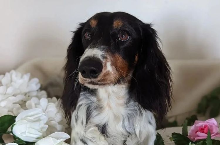 Doxieholic Dachshunds