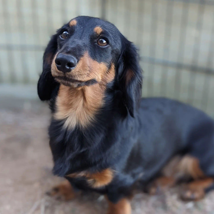 Doxieholic Dachshunds