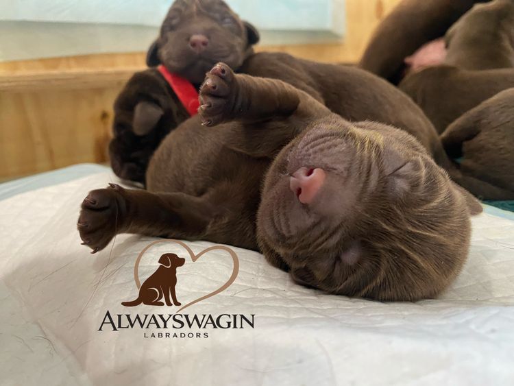 ALWAYSWAGIN LABRADORS (DOGS NSW)