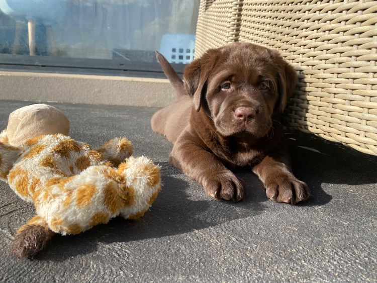 ALWAYSWAGIN LABRADORS (DOGS NSW)