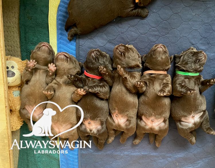 ALWAYSWAGIN LABRADORS (DOGS NSW)