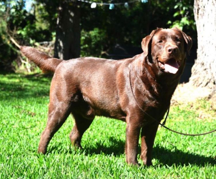 ALWAYSWAGIN LABRADORS (DOGS NSW)