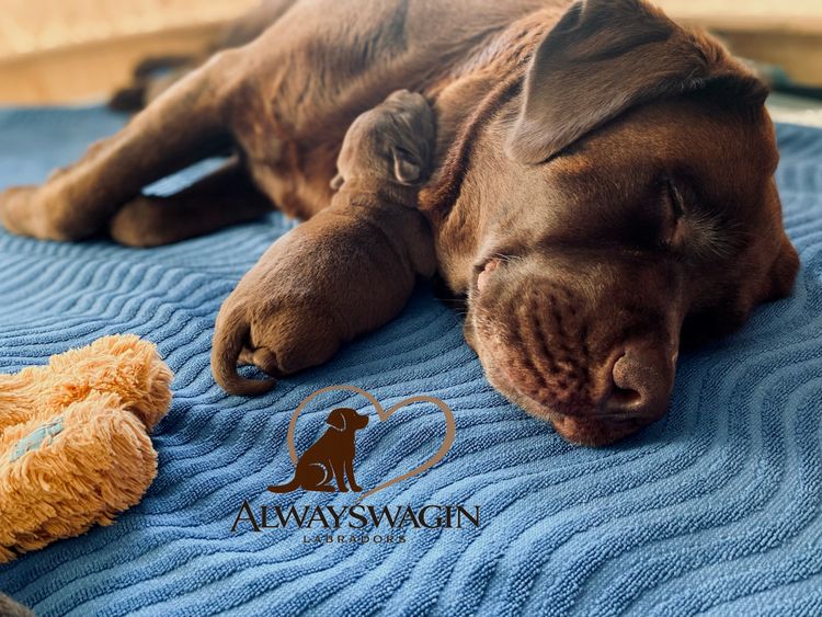 ALWAYSWAGIN LABRADORS (DOGS NSW)