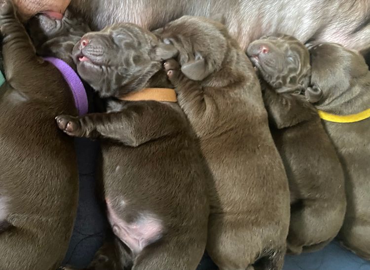 ALWAYSWAGIN LABRADORS (DOGS NSW)