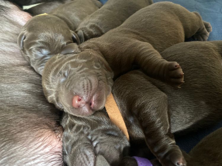 ALWAYSWAGIN LABRADORS (DOGS NSW)