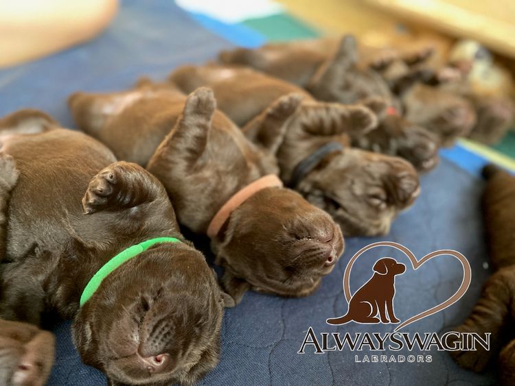 ALWAYSWAGIN LABRADORS (DOGS NSW)