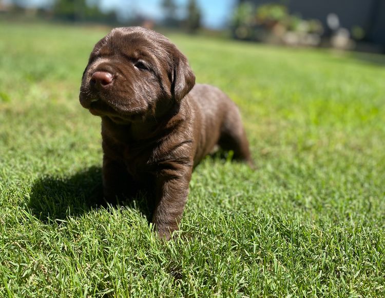 ALWAYSWAGIN LABRADORS (DOGS NSW)