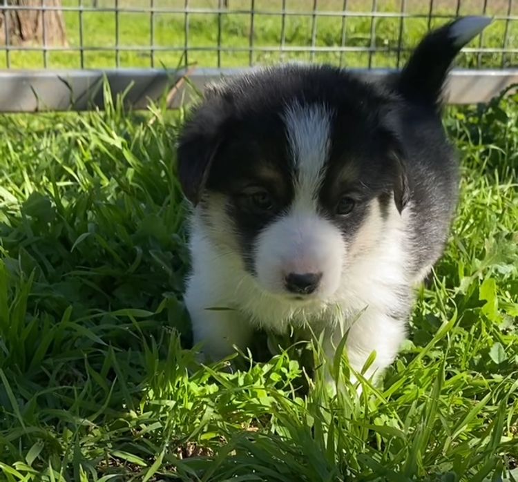 Corgi Capers