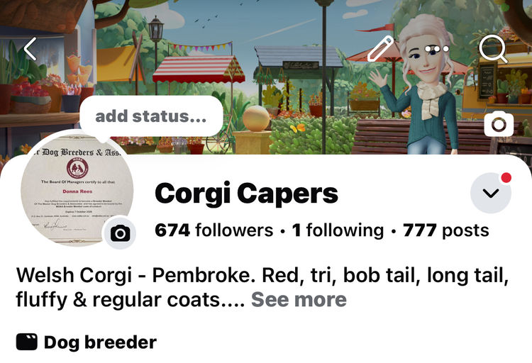 Corgi Capers
