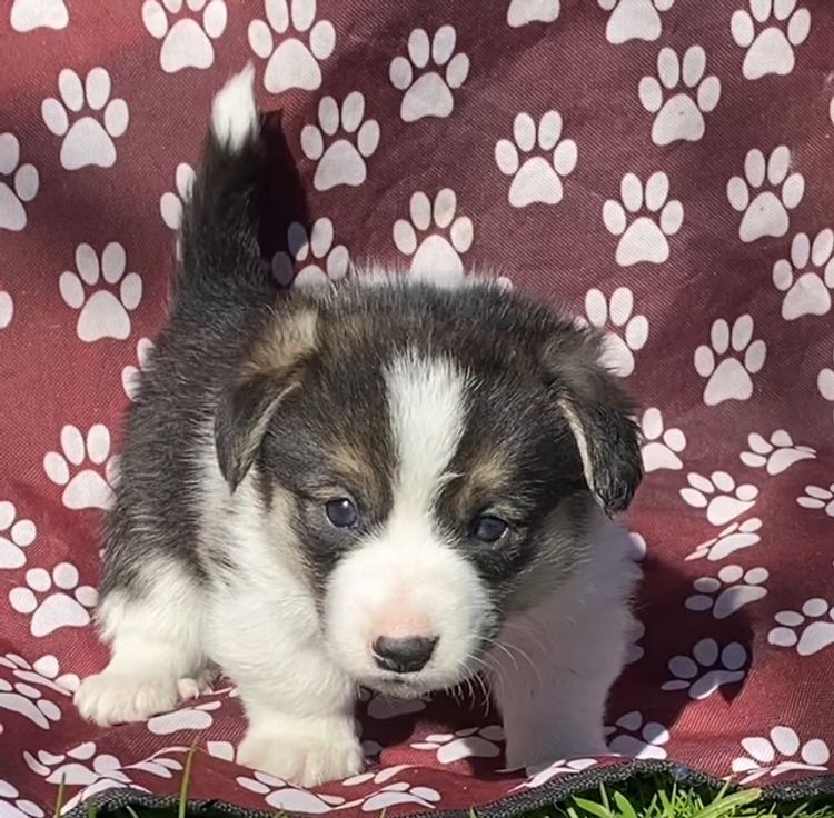 Corgi Capers