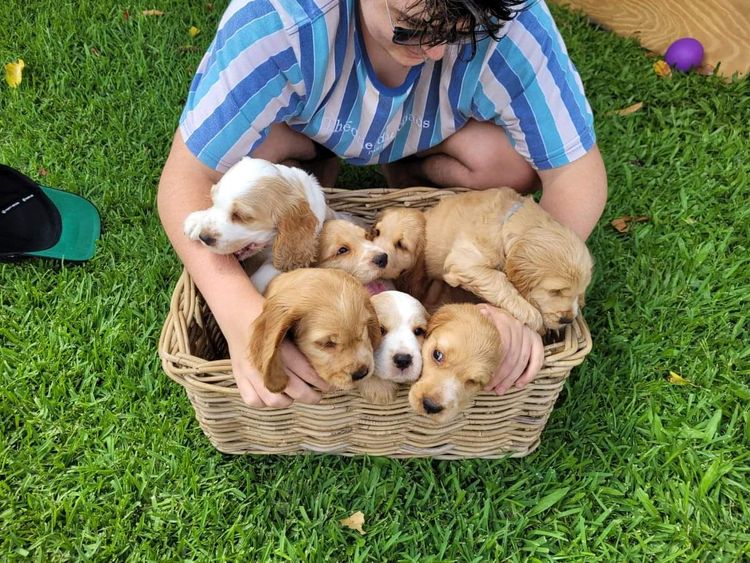Sheridav Cocker Spaniels