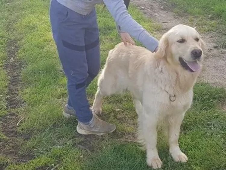 Kanaangold Golden Retriever (ANKC/Dogs Victoria)
