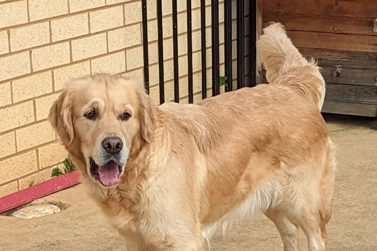 Kanaangold Golden Retriever (ANKC/Dogs Victoria)