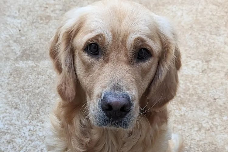 Kanaangold Golden Retriever (ANKC/Dogs Victoria)