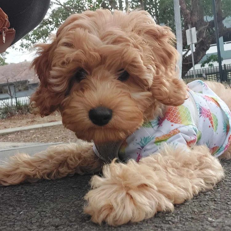 Harbour Valley Cavoodles & Theodores