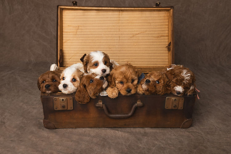 Harbour Valley Cavoodles & Theodores