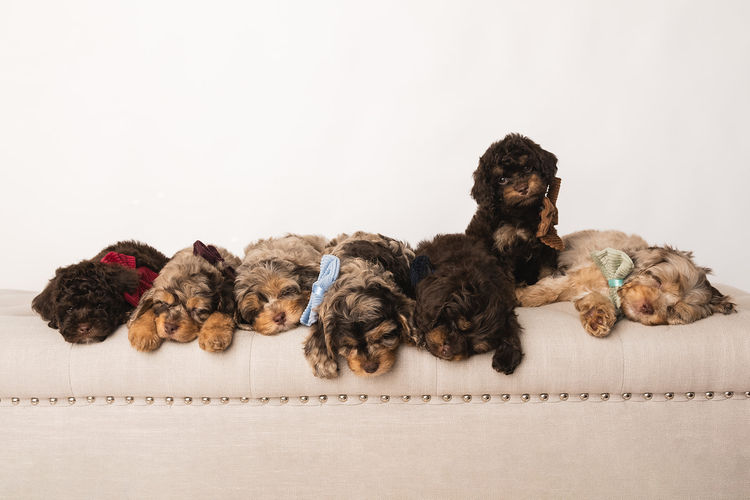 Harbour Valley Cavoodles & Theodores