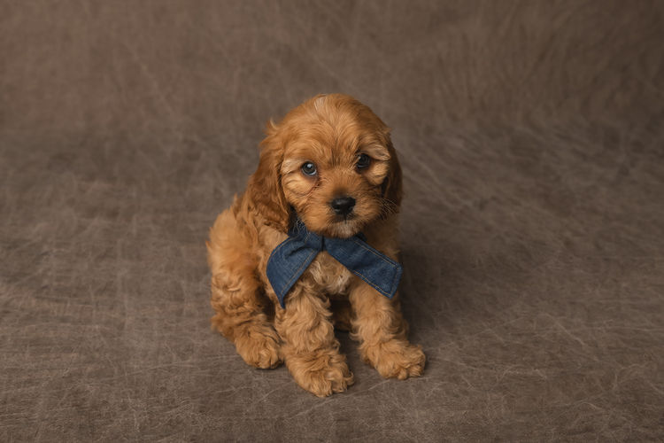 Harbour Valley Cavoodles & Theodores