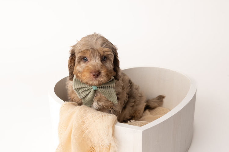 Harbour Valley Cavoodles & Theodores