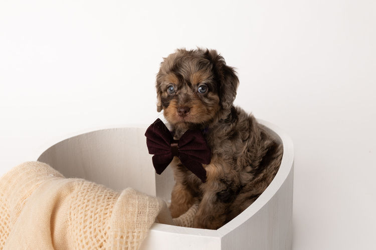 Harbour Valley Cavoodles & Theodores