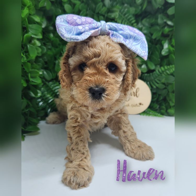 Harbour Valley Cavoodles & Theodores