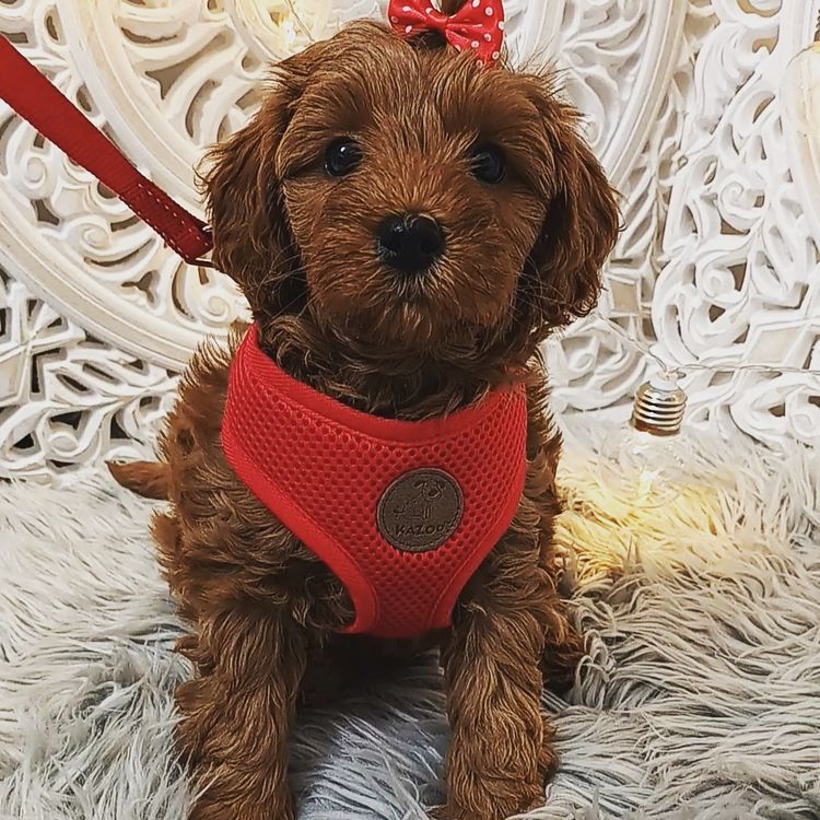 Harbour Valley Cavoodles & Theodores