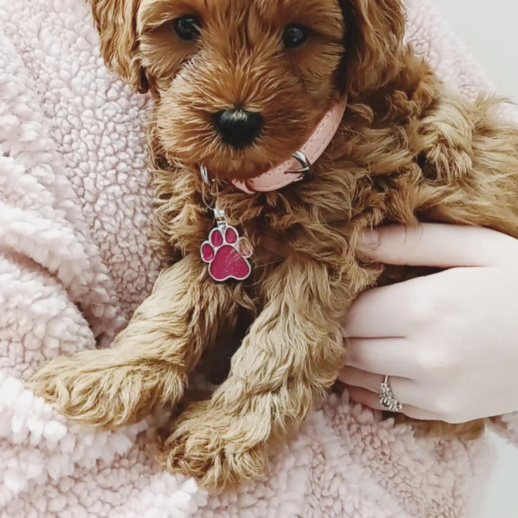Harbour Valley Cavoodles & Theodores