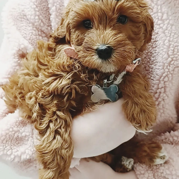 Harbour Valley Cavoodles & Theodores
