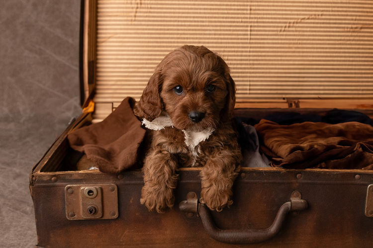 Harbour Valley Cavoodles & Theodores