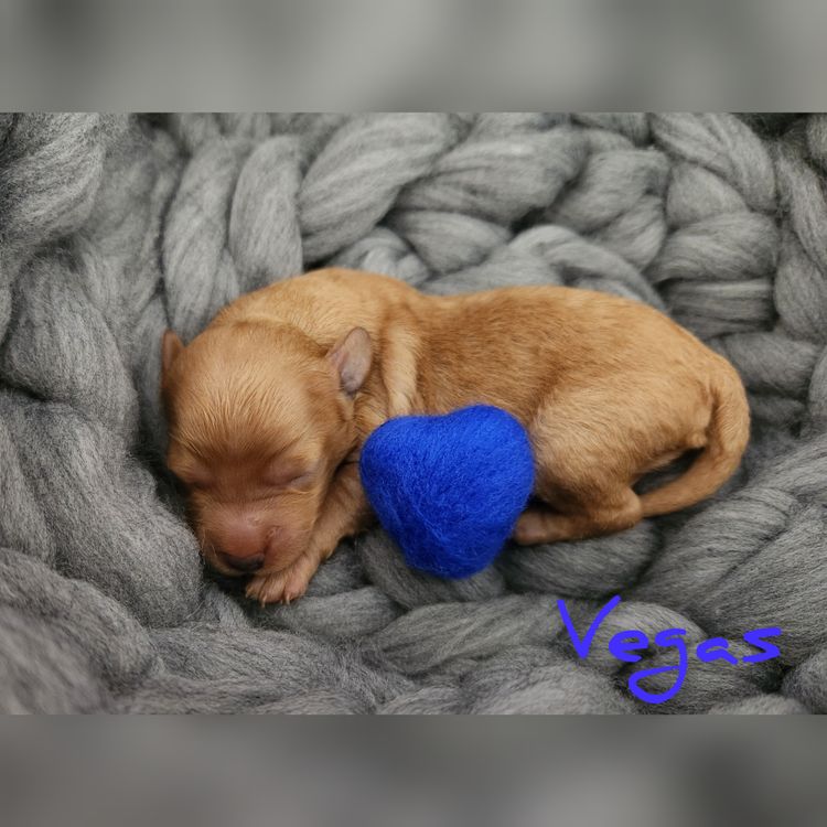 Harbour Valley Cavoodles & Theodores