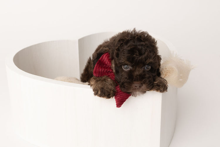 Harbour Valley Cavoodles & Theodores