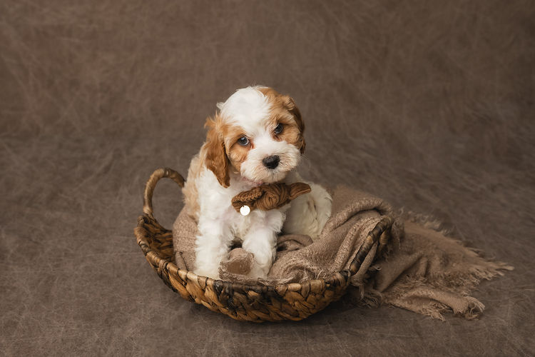Harbour Valley Cavoodles & Theodores