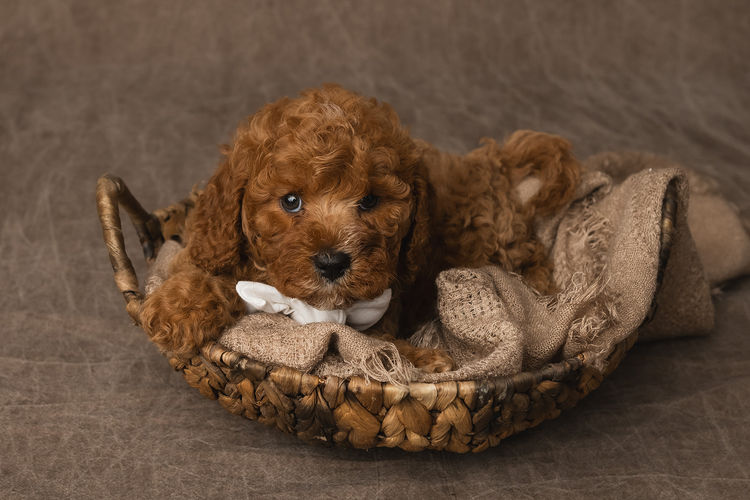 Harbour Valley Cavoodles & Theodores