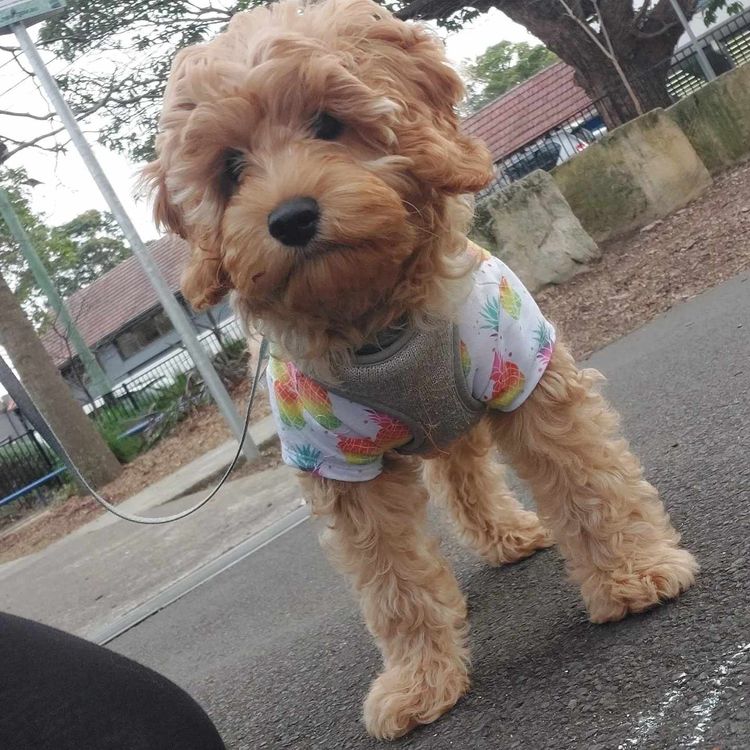 Harbour Valley Cavoodles & Theodores
